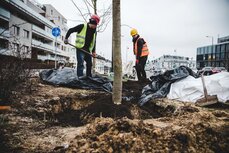 Tramwaj do Wilanowa - Budimex zakończył pierwszą _część nasadzeń kompensacyjnych_3.jpg