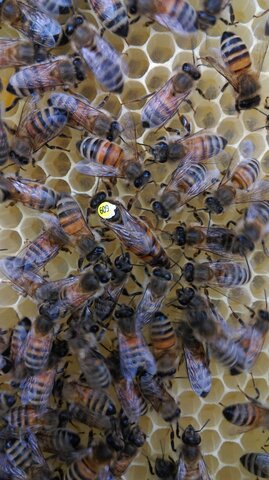 Matka pszczela zaznaczona numerem i kolorem obowiązyjącym w danym roku