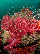 Underwater-corals_-Warren-Baverstock.jpg