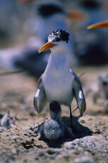 CRESTED-Tern---Paul-Brough.jpg