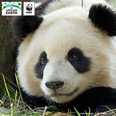 socialsquare © naturepl.com : Andy Rouse : WWF.jpg