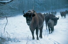 Żubr jest symbolem polskiej przyrody i unikalnym gatunkiem w skali światowej. © WWF Polska.jpg