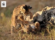 © Iberian Lynx ex-situ conservation programme Fresno y Fresa peleando (1).jpg