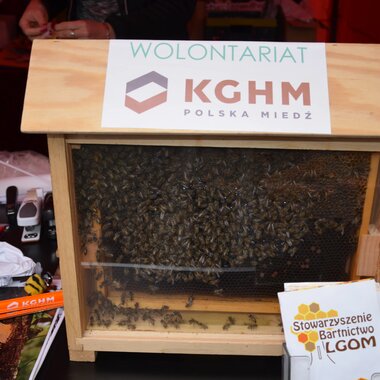 Wolontariat KGHM - ekologia i pszczoły
