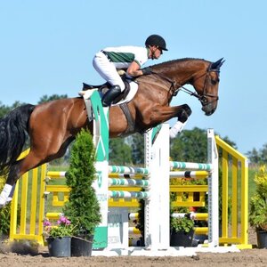 BABORÓWKO HORSE SALE SHOW 2016