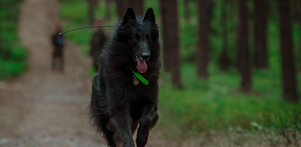 Szer. ARES - pierwszy pies ratowniczy w Wojsku Polskim