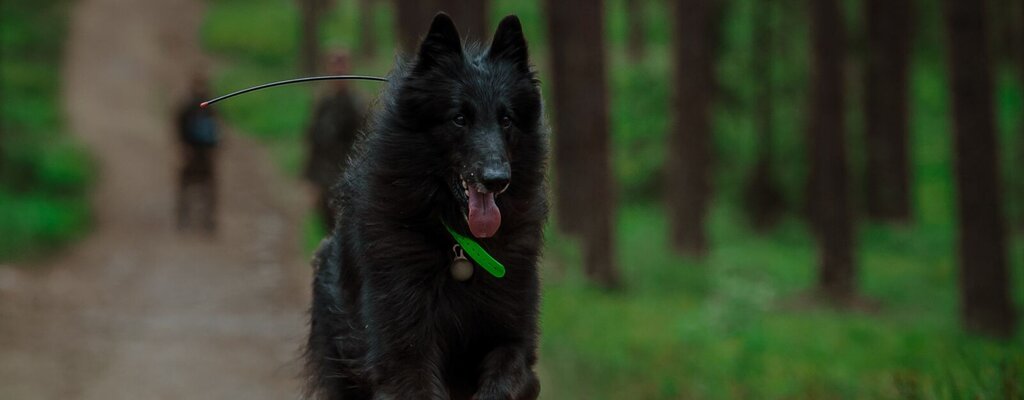 Szer. ARES - pierwszy pies ratowniczy w Wojsku Polskim