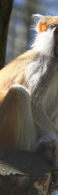 Gdańskie ZOO otwiera się na zwiedzających