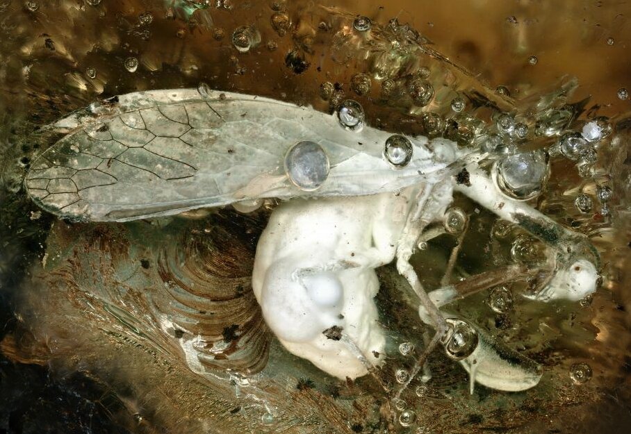 Zdjęcie przedstawia inkluzję chwytówki modliszkowatej. W bursztynie leży zatopiony, biały owad z wyraźnie widocznymi skrzydłami i odwłokiem. Obie części są równych rozmiarów. Głowa insekta jest skierowana w prawo.  