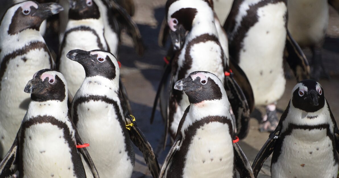 Pingwiny tońce w gdańskim ZOO