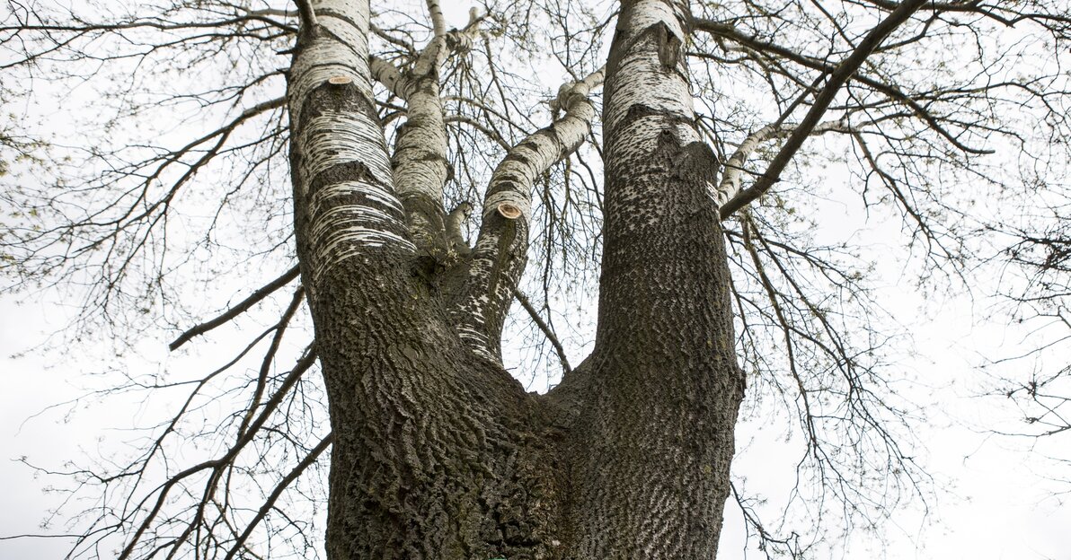 Drzewo z gatunku topola biała o kilku pniach, na nim tabliczka "pomnik przyrody"