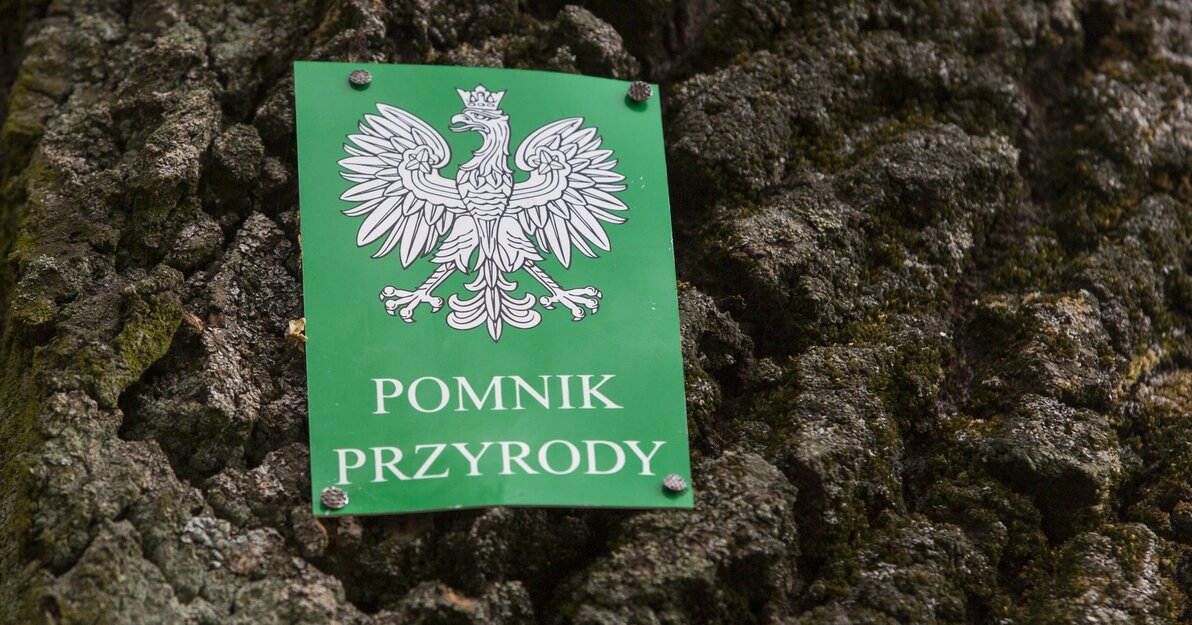 pomnik przyrody, fot. Jerzy Pinkas / www.gdansk.pl