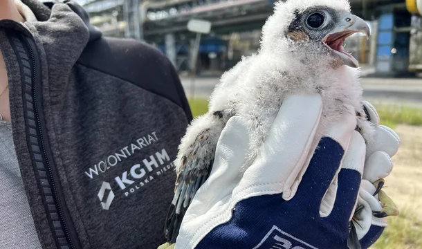 Young falcons are already wearing rings - endangered birds have found a home at the Głogów Copper Smelter