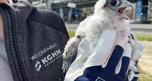 Los jóvenes halcones ya han sido anillados: estas aves en peligro de extinción han encontrado un hogar en la Fundición de Cobre Głogów