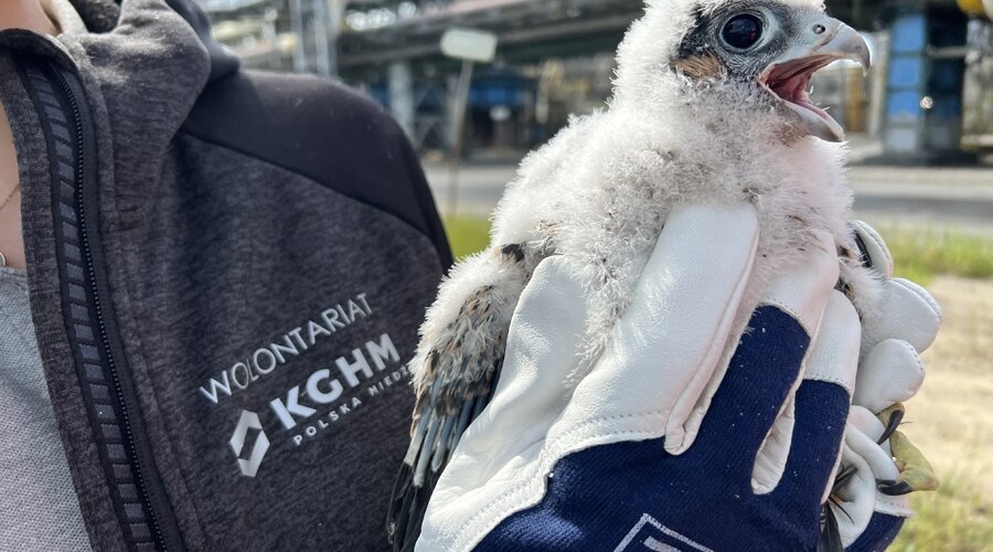 Los jóvenes halcones ya han sido anillados: estas aves en peligro de extinción han encontrado un hogar en la Fundición de Cobre Głogów