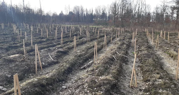 Rozpoczęły się nasadzenia lasów w Hucie Miedzi Głogów