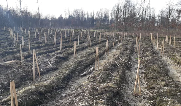 Ha comenzado la plantación de bosques en la Fundición de Cobre Głogów